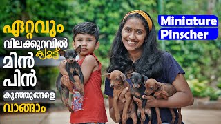 miniature pinscher malayalam  Vickies Greeny [upl. by Lavena322]