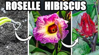 Growing Roselle Hibiscus Plant Time Lapse  Seed to Flower to Fruit [upl. by Riada]