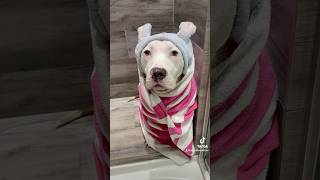 Bath time for this baby pittie bathtime rescuedog [upl. by Acireh]