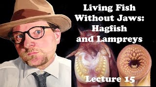 Lecture 15 Living Fish Without Jaws Hagfish and Lampreys [upl. by Herald]