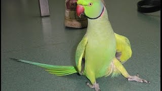 Talking Indian ring neck parrot [upl. by Britt]