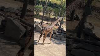 Melman Melman Melman foryou animals shortsvideo shortvideo shorts funny madagascar [upl. by Favata]