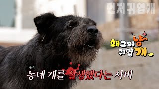 먼저 귀엽개  동네 개 3마리를 살생한 개  7월 14일 금요일 밤 10시 50분 본방사수 [upl. by Gayelord]