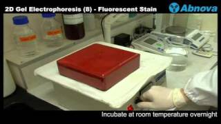 2D Gel Electrophoresis 8 Fluorescent Stain [upl. by Elletnwahs]