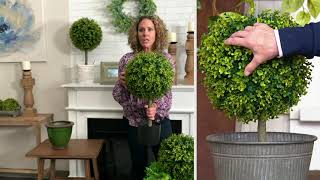 Wicker Park 2 Tall Potted Boxwood Tree on QVC [upl. by Litnahs]