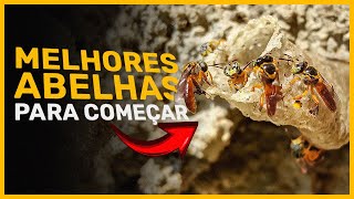 Qual é a MELHOR ABELHA sem ferrão para COMEÇAR 🐝 [upl. by Nicks]