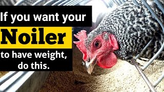 How to increase Noiler weight in Nigeria poultry farm [upl. by Agbogla]