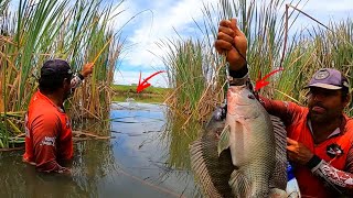 Achei lugar dentro taboa só com tilapia gigante Pesca caipira [upl. by Oizirbaf]