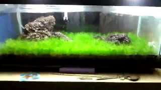 Emersed Dwarf Hairgrass 4 Week Update [upl. by Ordnajela]