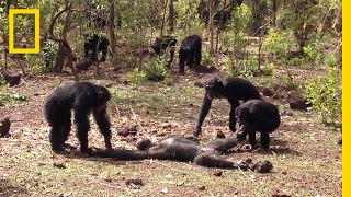 Aftermath of a Chimpanzee Murder Caught in Rare Video  National Geographic [upl. by Rosalynd41]