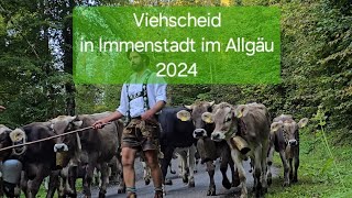 Viehscheid in Immenstadt im Allgäu 2024 [upl. by Pigeon]