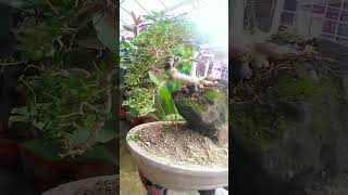 Premna microphylla bonsai shorts video viralvideo shortsyoutube dipalotv5110 [upl. by Sigrid573]