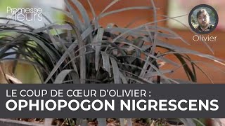 Le coup de cœur dOlivier  ophiopogon Nigrescens [upl. by Lorenzo]