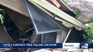 Huge tree falls on Cape Coral home during Hurricane Milton [upl. by Abe718]