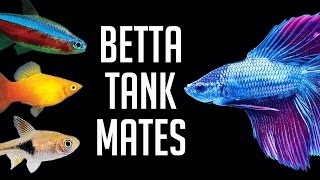 Compatible Tank Mates for Betta Fish [upl. by Ivers]