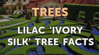 Lilac Ivory Silk Tree Facts [upl. by Aruat]