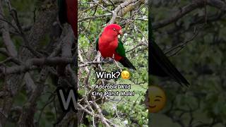 Stunning King Parrot Sounds and Wink birds parrot tricks [upl. by Ayel]