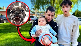 HELP My Dog ATTACKED His Baby [upl. by Trbor]