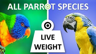 All Parrot Species Live Weight  Parrots  Love Birds  Macaws  Lorikeets [upl. by Eecats]