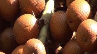 BURITI frutos Palmeiradobanhado Mauritia flexuosa Alimento para a fauna silvestre [upl. by Howey]