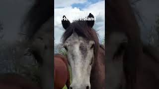 Connemara Ponies Full video here httpsmyoutubecomwatchvJpocHFxMHNE [upl. by Cornelie614]