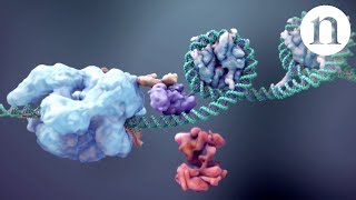 CRISPR Gene editing and beyond [upl. by Nedle]