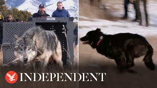 Moment five wolves are released into Colorado wilds in reintroduction plan [upl. by Odirfliw439]