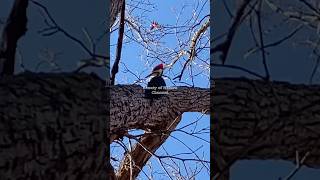 Pileated Woodpecker🌳⛏️ birds autumn calm animals silly cute woodpecker beauty nature [upl. by Lucia]