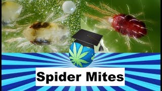 SPIDER MITES and How To Identify Prevent and Exterminate them  Cannabis Growing [upl. by Ecirtaed]