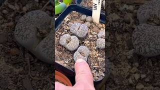 Known as pebble plants or living stonesLithops [upl. by Keenan317]