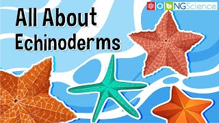 All About Echinoderms [upl. by Htiffirg]