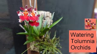 Watering Tolumnia Orchids  Indoors amp Outdoors [upl. by Jonie]