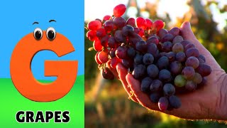 Fruit ABC Song for Children  Phonics for Kids  Alphabet Letters [upl. by Wier105]