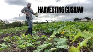 Harvesting Cushaw [upl. by Myo]