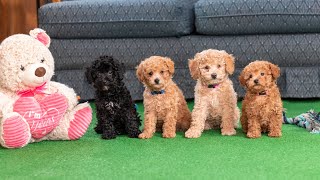 Mini Poodle Puppies 8 weeks old  Playtime and Exercise [upl. by Aidnahs]