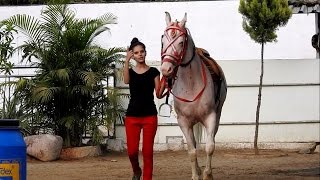 Journey Of Horse Training Of Dhannu Gaikwad [upl. by Calvano14]