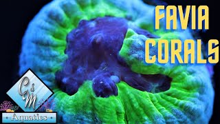 Favia coral care and tips [upl. by Miarzim193]