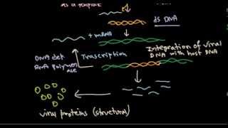 11 Replication of retrovirus [upl. by Leverett]