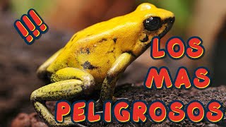 TOP 24 ANIMALES MÁS PELIGROSOS DEL MUNDO [upl. by Koeppel]