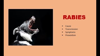 Rabies The Viral Disease Threatening Nairobi Kenya [upl. by Niarb107]