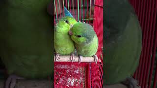 Smallest talking parrot in the world  pacificparrotlet breeding pair [upl. by Cathrin126]