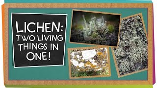 Lichen Two Living Things In One  Biology for Kids [upl. by Resneps7]