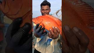 खोल समुद्रामध्ये सापडला लाल एकरु मासा Deep sea fishing boat seafood grouper india [upl. by Ahsima]