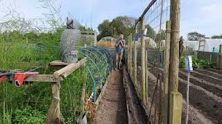 Allotment update 25724 Blight hits and Cauliflower glut [upl. by Noillid]