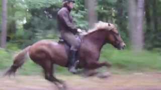 Fastest Icelandic horse [upl. by Candi703]