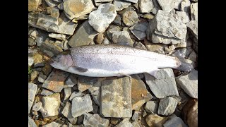 A morning fishing Llyn Brenig North Wales with Rhyl and St Asaph Angling Association [upl. by Pietje]