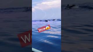 Lovina dolphins bali 🐬 dolphin ocean trip sea animals dolphins shorts [upl. by Ahsii25]