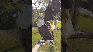 Southwest Florida Eagle Cam 20231006 M15 💞F23🥚🥚🥚 baldeaglecam [upl. by Noirod]