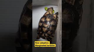 Marginated tortoise tortoisecare marginatedtortoise tortoise [upl. by Barrington432]