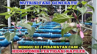 Minggu ke 2 cabe hidroponik Fertigasi kapiler botol bekas nutrisi pembungaan fase generatif [upl. by Huff]